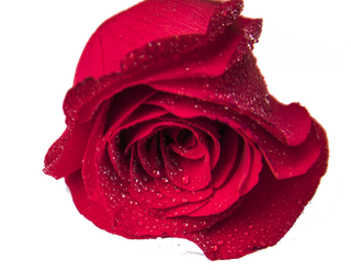 鲜花玫瑰免扣素材