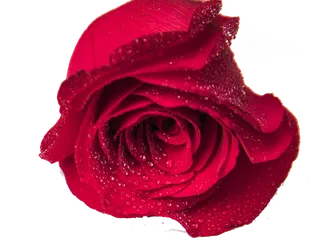 鲜花玫瑰免扣素材