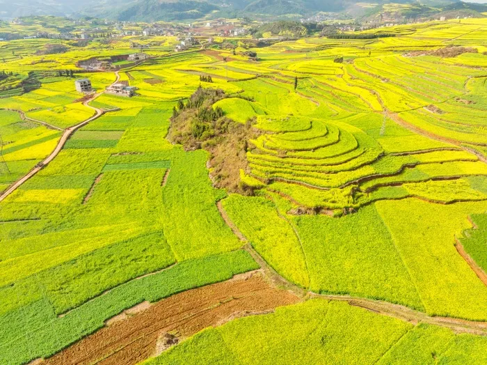 罗平油菜花 