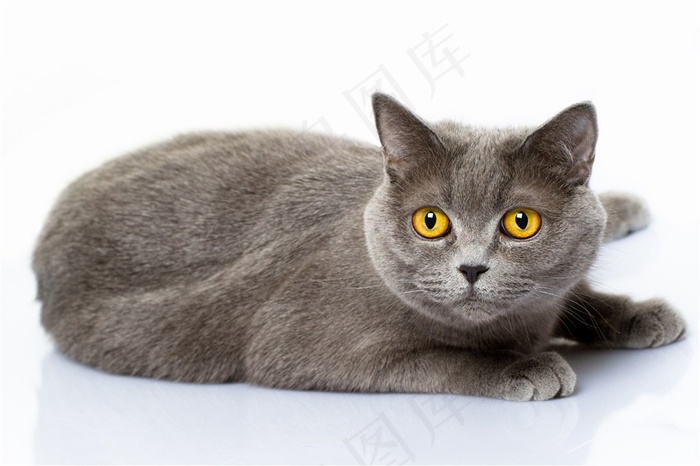 可爱动物猫咪图片