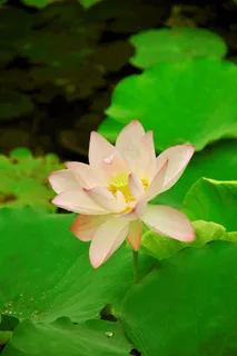 盛开荷花图片 盛开荷花图片