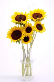 向日葵插花摄影素材