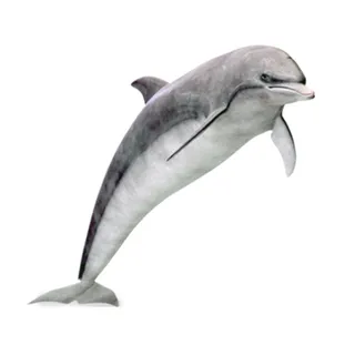 免抠海豚实物摄影图片