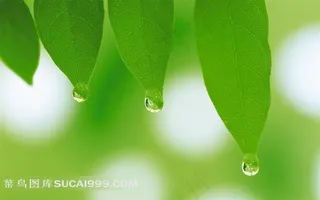 唯美四片叶子露珠素材图片