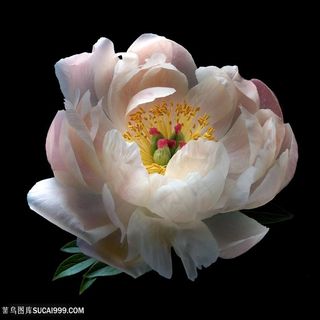 超高清芍药鲜花图片