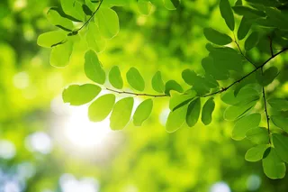 阳光光影下的绿叶树枝摄影图