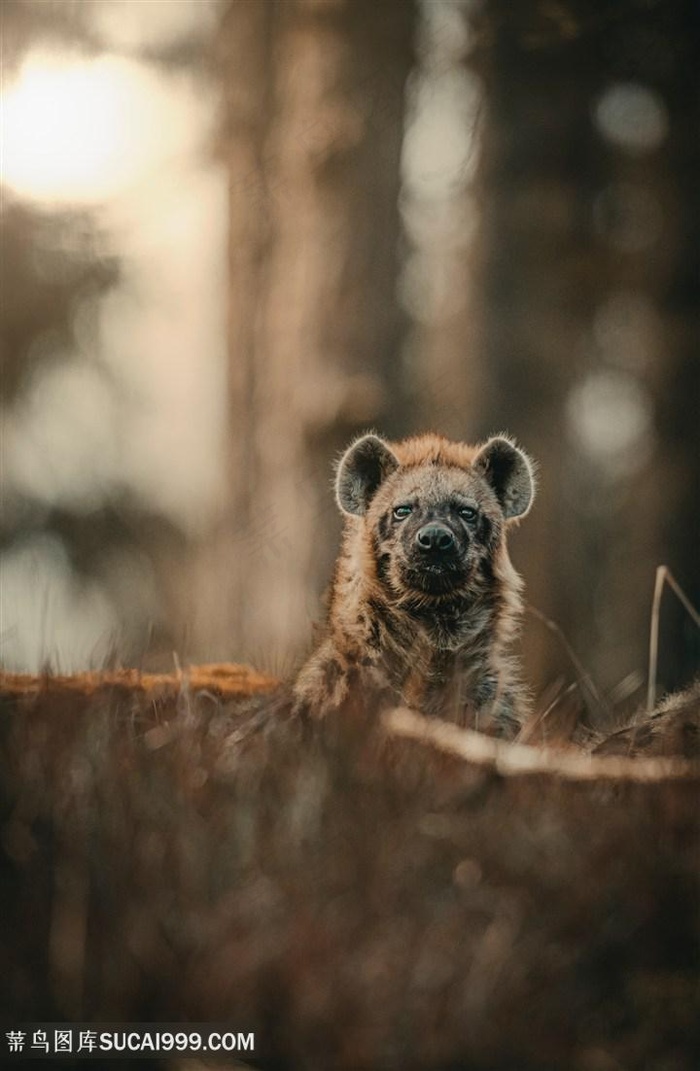 非洲野生鬣狗图片野生动物