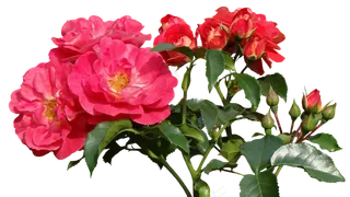 玫瑰, 爱, 情人节, 玫瑰花