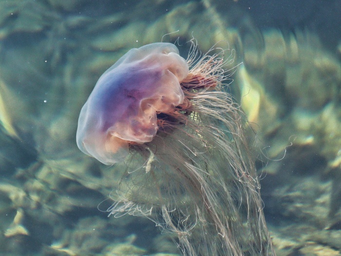 透明水母图片圆形