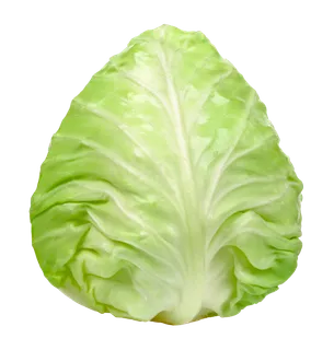 包菜 (13)超市商品白底图免抠实物摄影png格式图片透明底