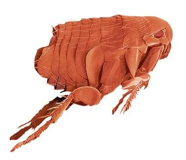 跳蚤 PNG免抠(380x327)