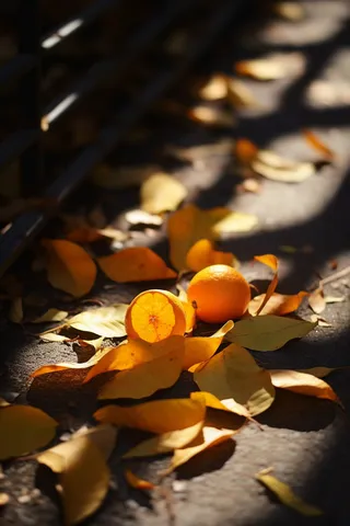 秋天落叶光影阳光摄影图