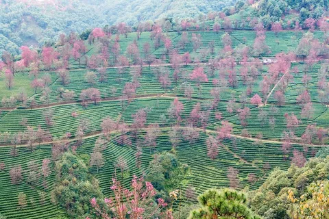 南涧无量山茶园