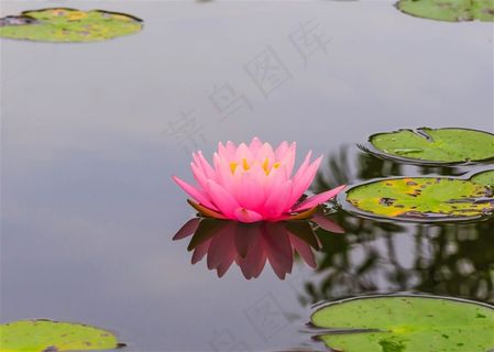 开在水中的粉色荷花