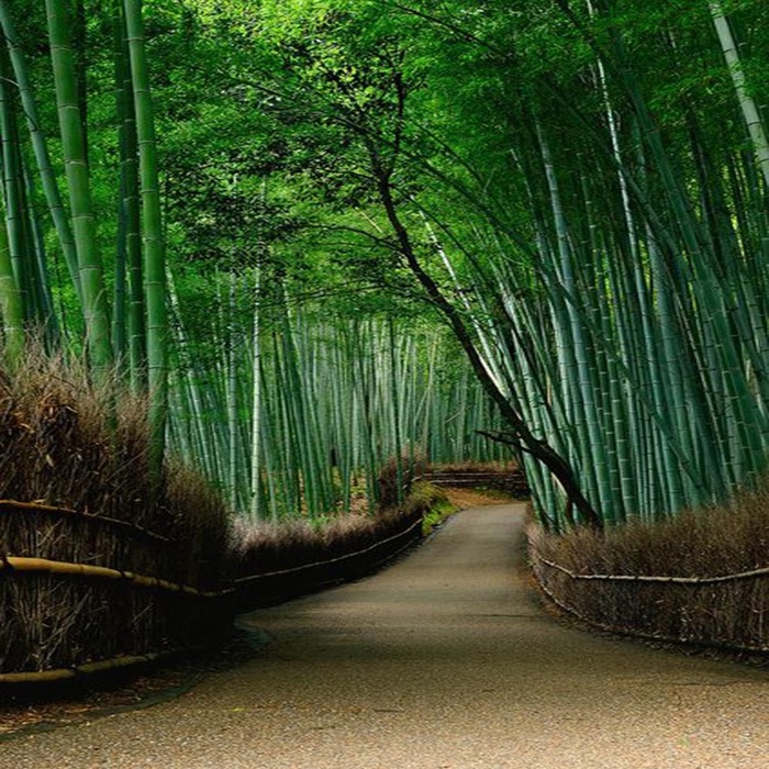 竹林风景素材