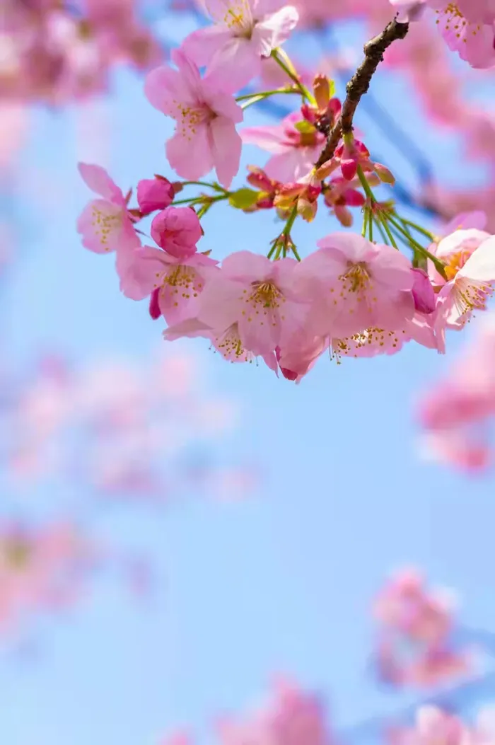 樱花图片背景