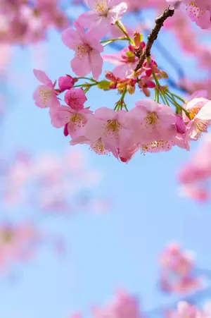 樱花图片背景