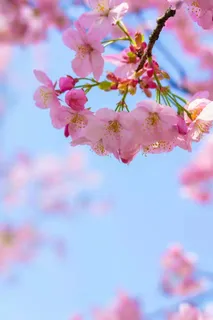 樱花图片背景 樱花图片背景