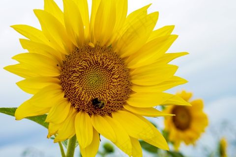 灿烂黄色向日葵花朵图片 灿烂黄色向日葵花朵图片
