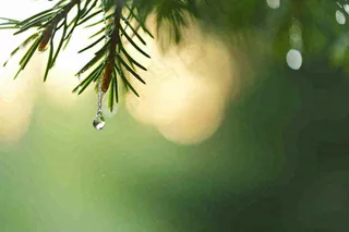 绿色树林里面下雨过后的松枝挂着水滴摄影图