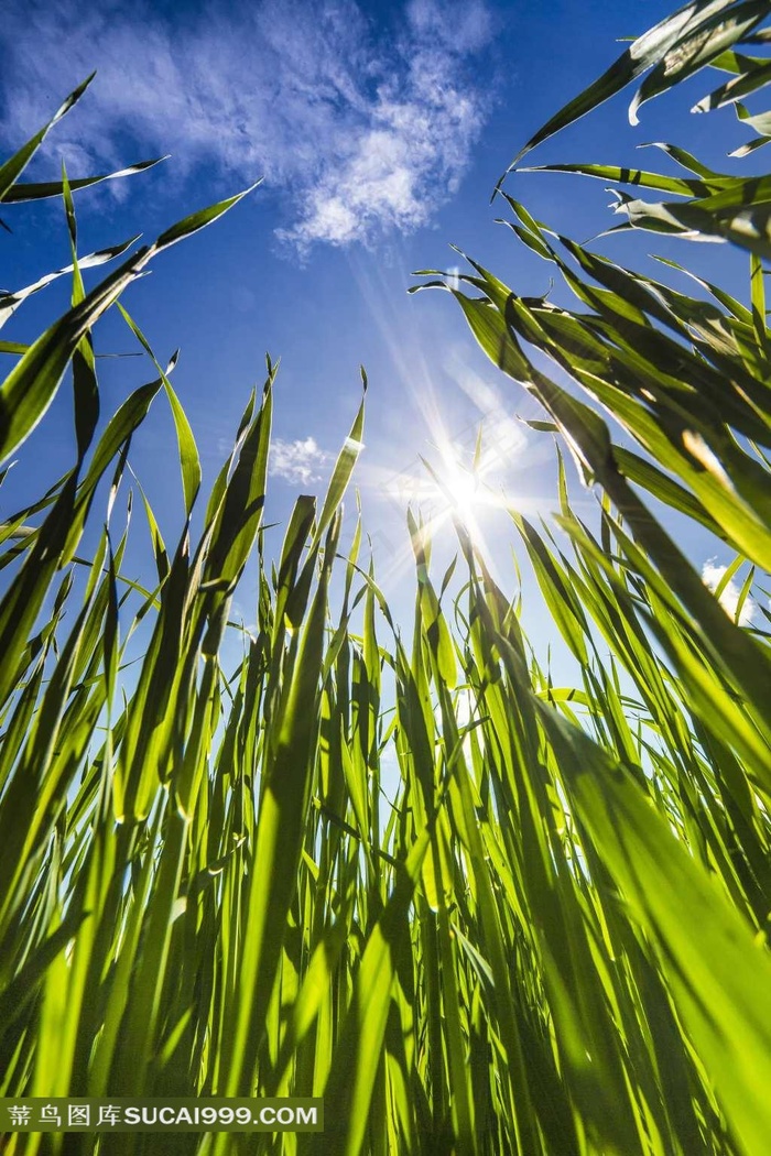 仰视绿色植物唯美图片
