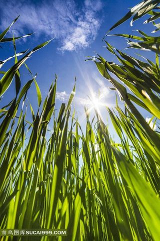仰视绿色植物唯美图片