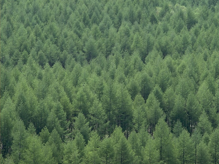 松树稍形成的绿色背景素材