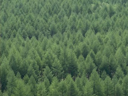 松树稍形成的绿色背景素材