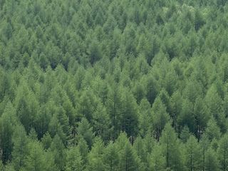 松树稍形成的绿色背景素材