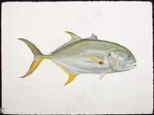 唯美游鱼高清装饰画插画