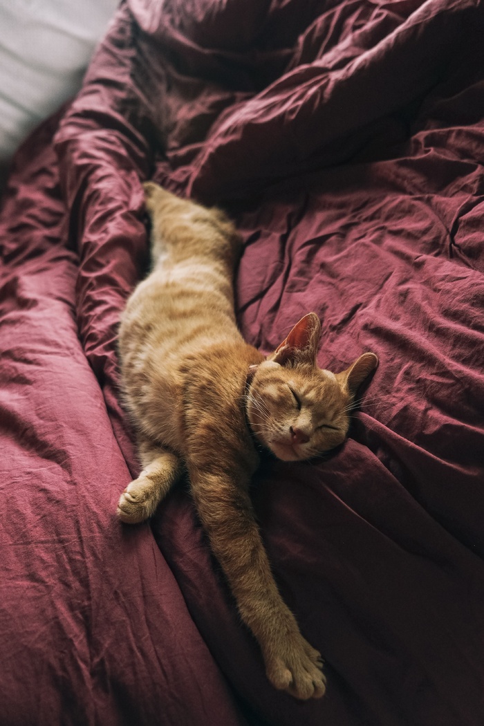 可爱猫咪猫猫摄影素材