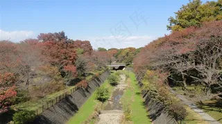 昭和公園楓葉林