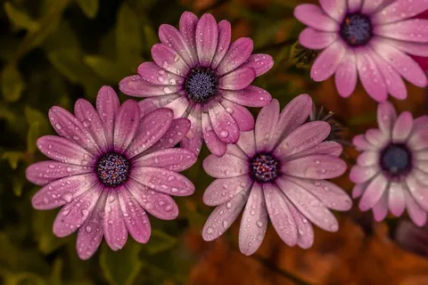 雨后菊花摄影图片 雨后菊花摄影图片