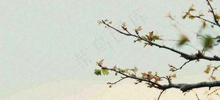 春天枝叶萌芽发芽绿叶，简约清新立春摄影图