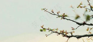 春天枝叶萌芽发芽绿叶，简约清新立春摄影图