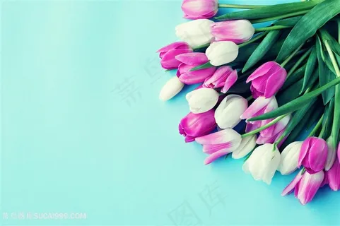 高清唯美粉色白色郁金香花束背景图片 高清唯美粉色白色郁金香花束背景图片