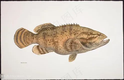 高清手绘鱼插画装饰画挂画