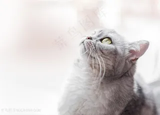 高清唯美仰头的猫咪摄影图片