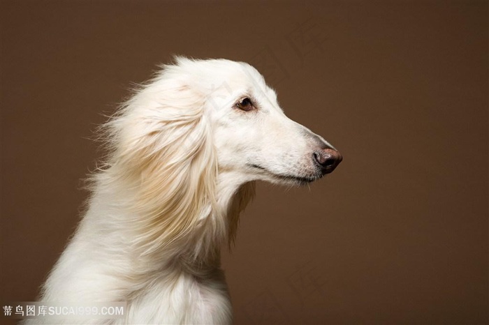 高清阿富汗猎犬侧面特写狗狗图片