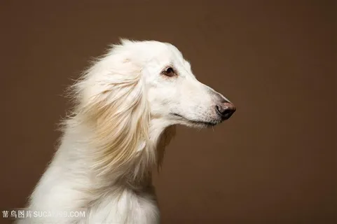 高清阿富汗猎犬侧面特写狗狗图片
