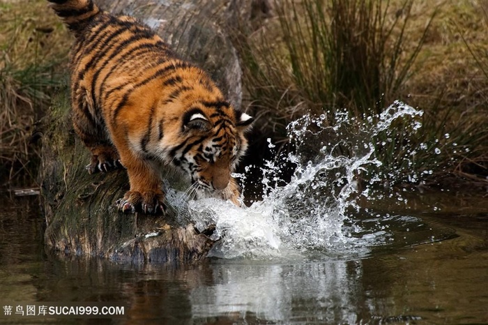 抓鱼的华南老虎图片