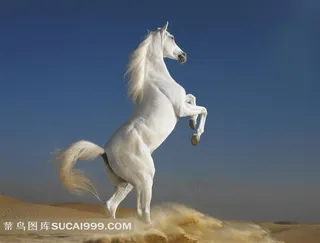 沙漠上高仰的白色骏马