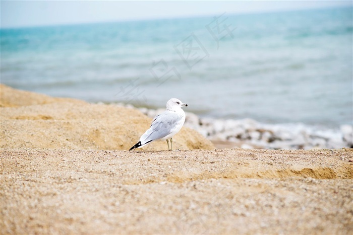 小巧玲珑的海鸥素材图片