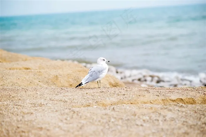 小巧玲珑的海鸥素材图片