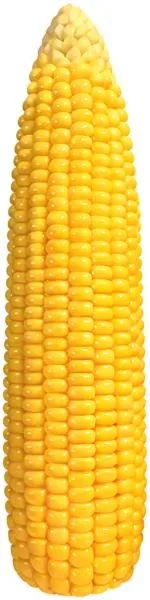 玉米免抠(150x600)