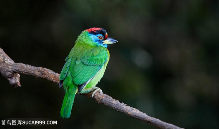 高清枝头金喉拟啄木鸟鸟类图片