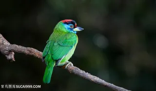 高清枝头金喉拟啄木鸟鸟类图片