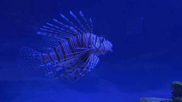 狮子鱼在蓝色的水中游泳