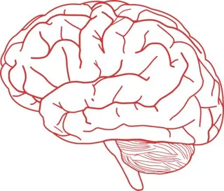 大脑 PNG免抠