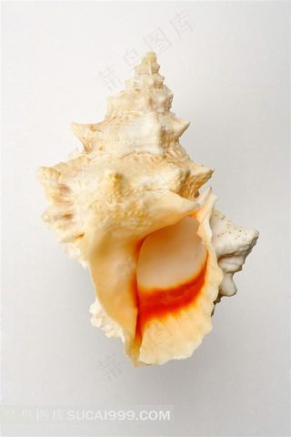 大海的海螺和贝壳摄影